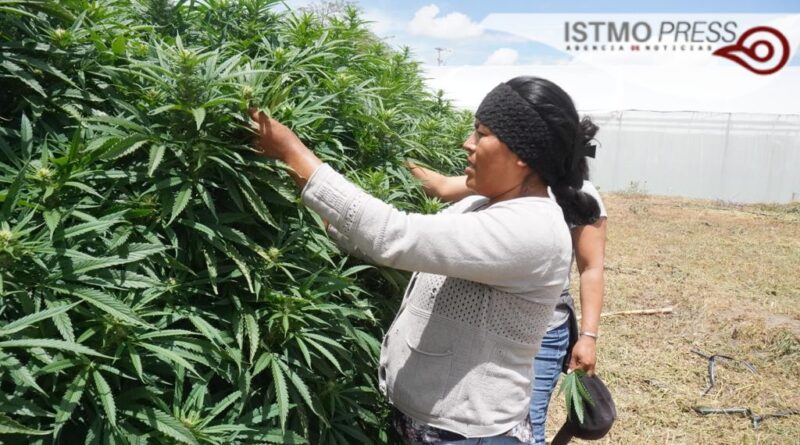 Las curanderas oaxaqueñas que cultivan cannabis
